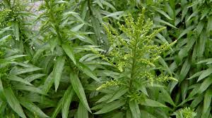GoldenRod Leaf .5oz