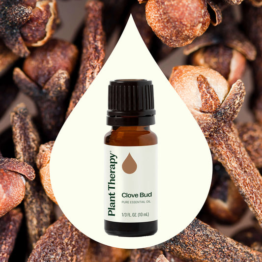 Clove Bud Essential Oil 10ml