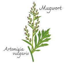 Mugwort 1oz
